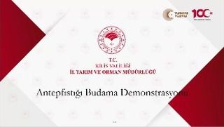 Kilis'te Antep fıstığı budama tekniklerini içeren eğitim etkinliği düzenlendi.