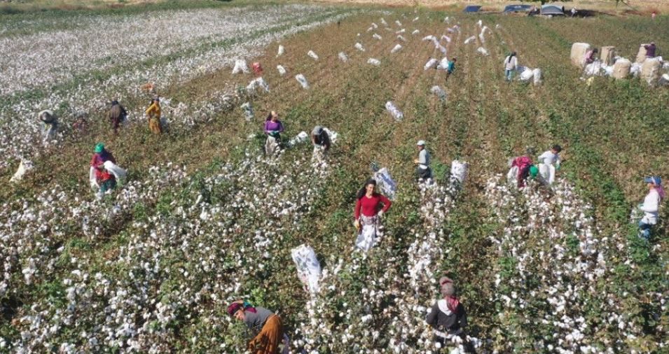 Gaziantep'te pamuk hasadı başladı