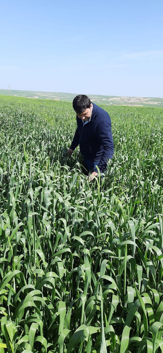 Adıyaman'ın Kahta ilçesinde süne mücadelesi titizlikle sürdürülüyor