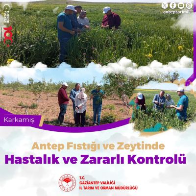 Gaziantep'te Tarım Alanlarında Hastalık ve Zararlı Kontrolleri Devam Ediyor