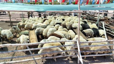 Şahinbey Belediyesi'nden Kurban Satış Noktaları