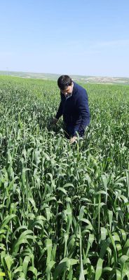 Adıyaman'ın Kahta ilçesinde süne mücadelesi titizlikle sürdürülüyor