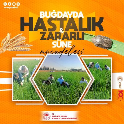 Buğdayın Sağlığı İçin Uzmanlar, Zararlılar ve Hastalıklara Karşı Mücadele Ediyor