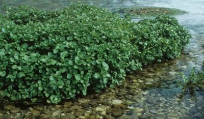 Bilim Dünyası Tescilledi: Dünyanın En Sağlıklı Sebzesi 